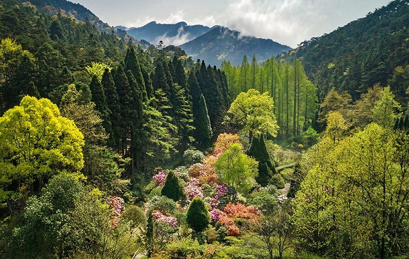 杜鵑園