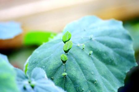 肩背秋海棠丨“會生孩子的植物”